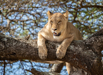 Lions Roaming the Plains of Tanzania
