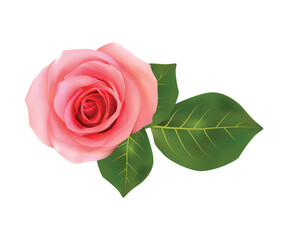 Fototapeta premium Abstract vector isolated pink rose with green leaf on white background