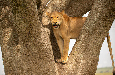 Lions Roaming the Plains of Tanzania