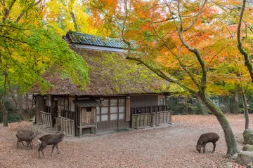Wandcirkels Pantone 2025 Mocha Mousse Idyllic landscape of Nara, Japan in autumn season  © leeyiutung