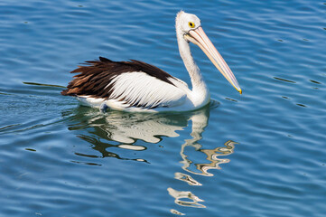Australian pelican in the Karuah River - Soldiers Point, NSW, Australia