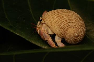 A hermit crab is walking slowly on the leaves. This shelled animal has the scientific name Paguroidea sp.