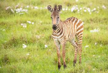Zebras on the plains of Tanzania during the great migration.