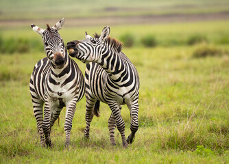 Fototapeta na wymiar Zebras on the plains of Tanzania during the great migration.