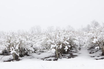 Field on a Snowy Day