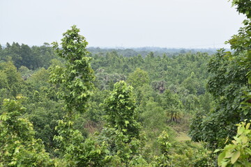 trees in the forest
