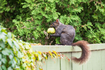 A cute eastern grey squirrel eats an apple while sitting on top of a garden fence in Toronto's Beaches neighbourhood.  Shot in July.