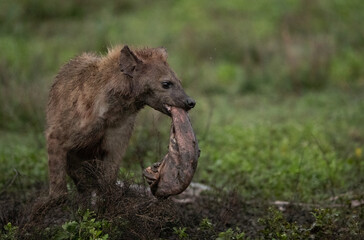 Fototapeta premium Hyenas Wander the Tanzania plains in search of food