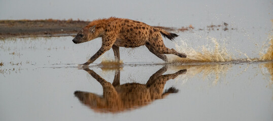 Hyenas Wander the Tanzania plains in search of food