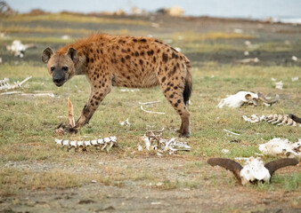 Hyena& 39 s Dwalen door de vlaktes van Tanzania op zoek naar voedsel