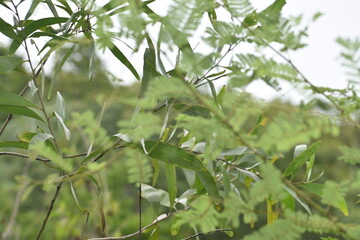 leaves 
