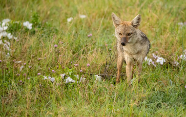 Jackal Roams the Plains of Tanzania looking for food