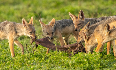 Jackal Roams the Plains of Tanzania looking for food