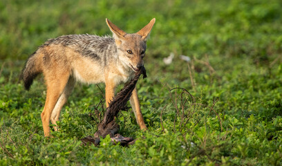 Jackal Roams the Plains of Tanzania looking for food