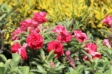 Cambodia. Azaleas are flowering shrubs in the genus Rhododendron, particularly the former sections Tsutsuji and Pentanthera. They are part of the family Ericaceae.