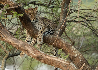 Fototapeta na wymiar Leopard roaming the forests of Tanzania