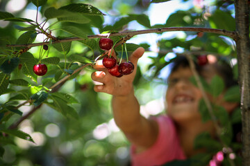 Child is reaching for the ripe cherries on the tree