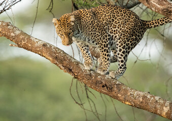 Leopard roaming the forests of Tanzania