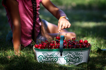 Girl is lifting  cherry over a basket full of ripe red fruits