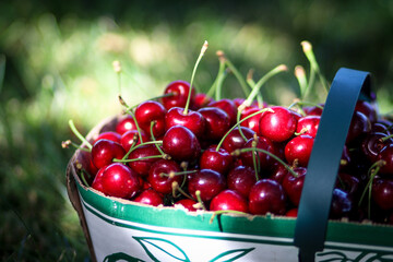 Gorgeous cherries in a basket