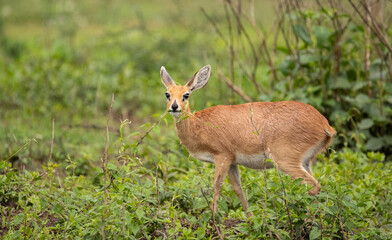 Antelope Wandering the Plains of Tanzania during the great migration