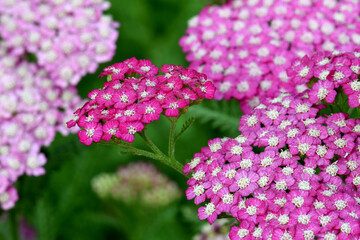Pink Yarrow 02 © C Vincent Ferguson