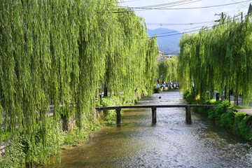 京都市白川に架かる柳並木が涼やかな一本橋