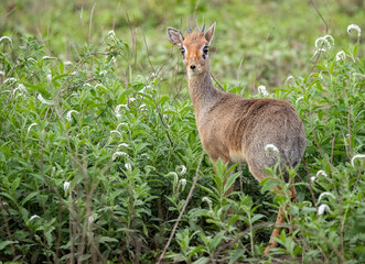 Antelope Wandering the Plains of Tanzania during the great migration