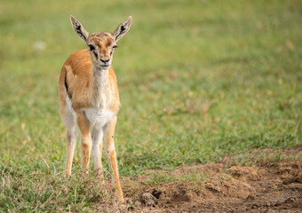 Antelope Wandering the Plains of Tanzania during the great migration