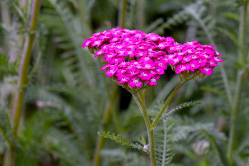 Pink Yarrow Focus 01 © C Vincent Ferguson