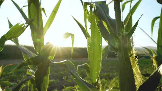 Close-up of shriveled corn leaves with bite marks of insects, worms, pests. Organic farming, chemical free