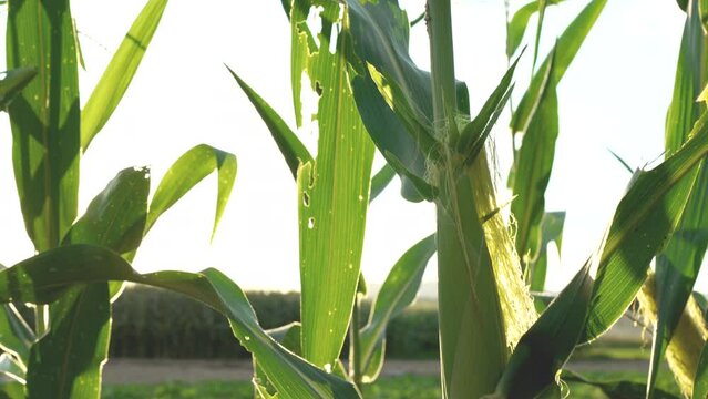 Close-up of shriveled corn leaves with bite marks of insects, worms, pests. Organic farming, chemical free