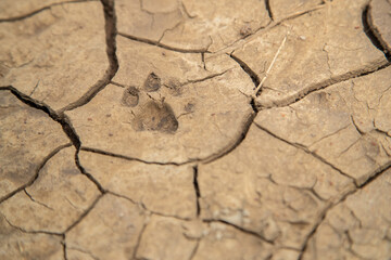 Cat Tracks on the Plains of Tanzania