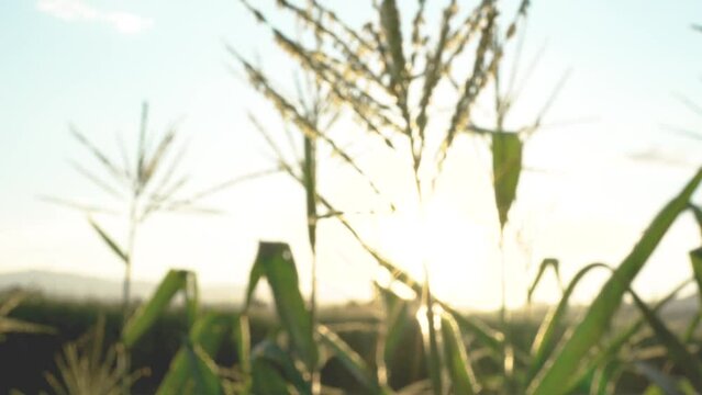 Close-up of shriveled corn leaves with bite marks of insects, worms, pests. Organic farming, chemical free