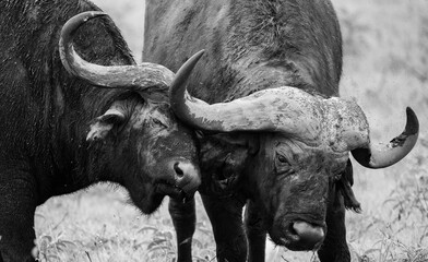 Cape buffalo on the Plains of Tanzania