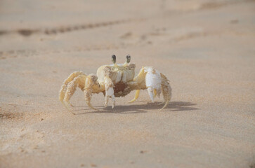 cangrejo