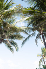 Fototapeta na wymiar Palm trees viewed from below with a clear sky in the background