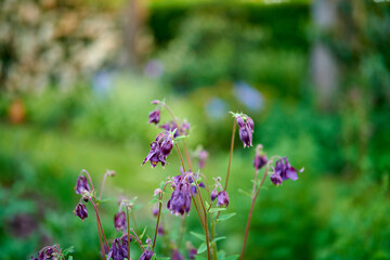 My garden. Purple flowers blooming in a garden against blurred green background with copy space. Common columbine or Aquilegia vulgaris plant after flowering season in a field or forest outdoors.