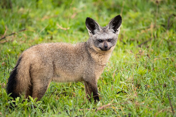 Bat Eared Fox on the Plains of Tanzania