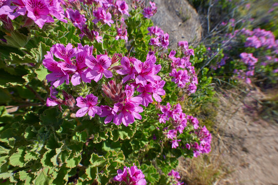 Closeup of purple rodondo creeper plants growing outside in their natural habitat. A bed of drosanthemum floribundum succulent flowers thriving on a mountain in a habitat or ecosystem outdoors