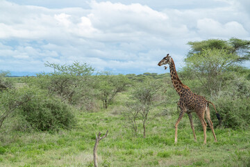 Giraffe on the Plains of Tanzania