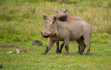 Warthog on the Plains of Tanzania