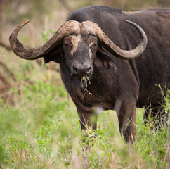 Naklejka premium Cape buffalo on the Plains of Tanzania