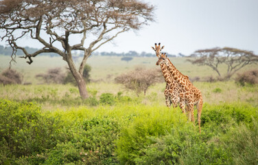 Giraffe on the Plains of Tanzania