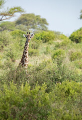 Giraffe on the Plains of Tanzania