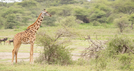 Obraz premium Giraffe on the Plains of Tanzania