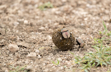 Dung Beetle on the Plains of Tanzania