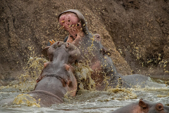 Hippos resting in a pool on the plains of Tanzania