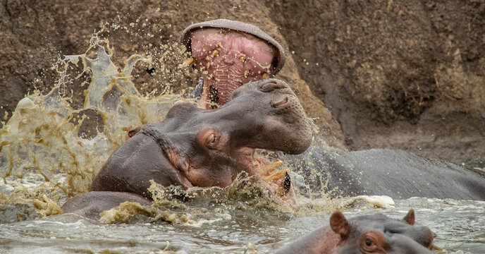Hippos resting in a pool on the plains of Tanzania