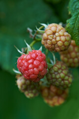 Red raspberry fruit plant closeup in nature with a green natural background. Growth of fresh delicious berries during spring on a beautiful gardening day. Close view of organic food growing outside.
